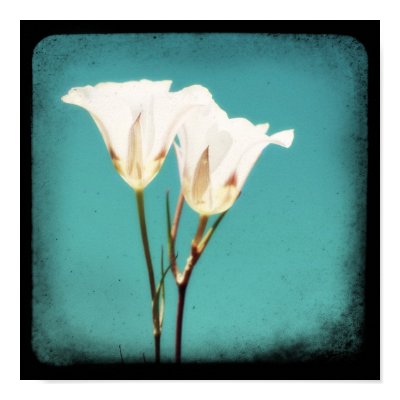 "Dancing in the Blue" Poster by starlingphotos