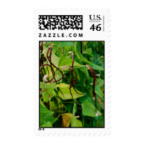 Dancing long beans postage