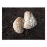 Dancing Mushrooms Duo Photograph
