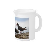 Dancing oystercatcher pitchers