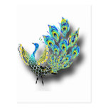 Dancing Peacock Postcard