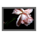 Dancing Rose posters by RLMdesignes Dancing Rose posters