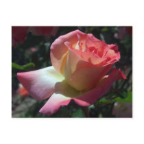 Dancing Rose Unlined Notes Card postcards