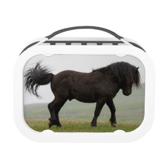 Dancing Shetland pony stallion Lunchbox