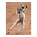 Dancing Sifaka Lemur posters by liz6666 Dancing Sifaka Lemur posters