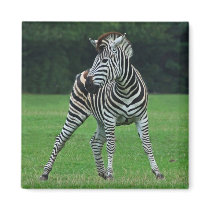 Dancing Zebra magnet