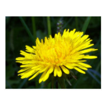 dandelion2 post cards