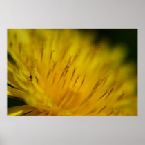 Dandelion and Bug posters