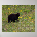 Dandelion Bear; 2013 Calendar Posters