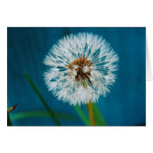 Dandelion Blue Card