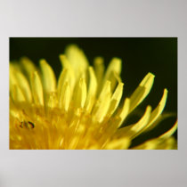 Dandelion Bug posters