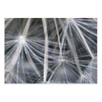 Dandelion Business Card