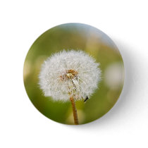 Dandelion buttons