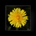 Dandelion buttons