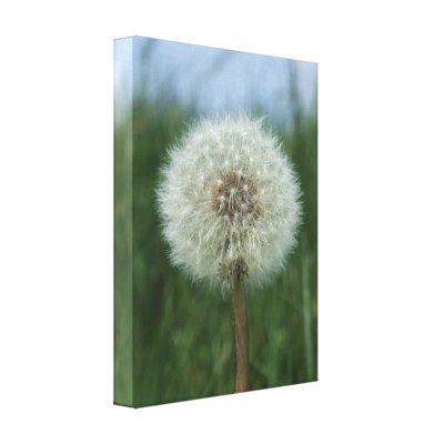 dandelion canvas print