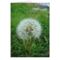 Dandelion cards