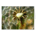 Dandelion cards
