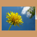 Dandelion Card cards