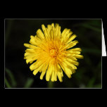 Dandelion cards