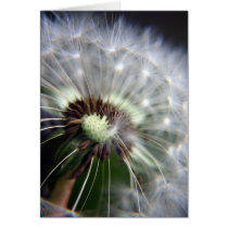 Dandelion card cards