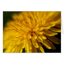 dandelion cards