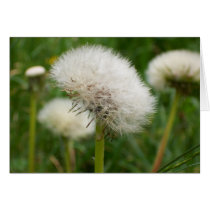 Dandelion Clock card cards