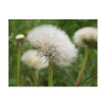 Dandelion Clock postcard postcards