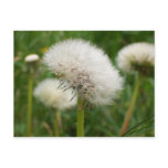 Dandelion Clock postcard