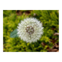 dandelion clock posters by Rbut_designs dandelion clock posters