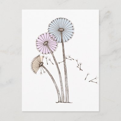 Three colored dandelion clocks with seeds blowing off it the breeze drawing