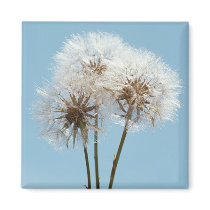 Dandelion Clocks magnets by alternateworlds Dandelion Clocks magnets