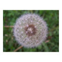 Dandelion Close-Up posters