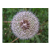 Dandelion Close-Up posters
