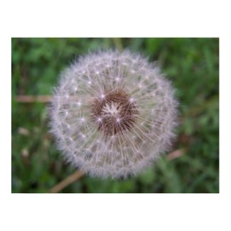 Dandelion Close-Up print
