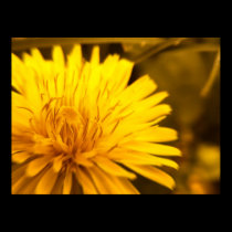 Dandelion Closeness Poster posters