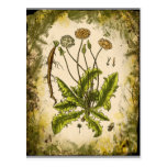 Dandelion Collage Post Cards