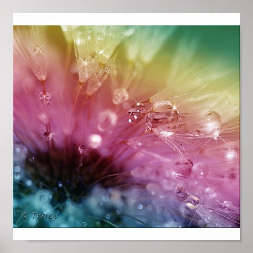 Dandelion Colors Poster print