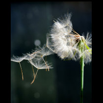 Dandelion Detail t-shirts