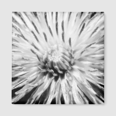 Digital black and white drawing of dandelion flower Created from a photo