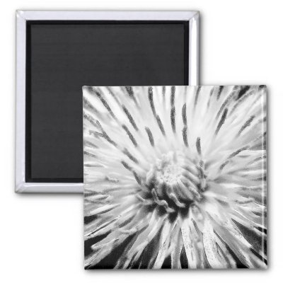 Digital black and white drawing of dandelion flower Created from a photo