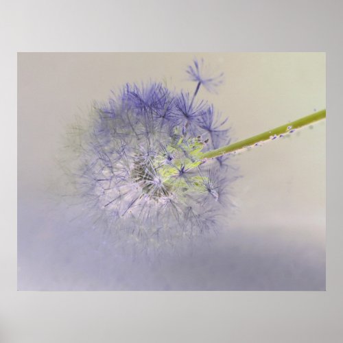 Dandelion Dream print