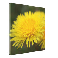 Dandelion dream. Pretty yellow wild flower Stretched Canvas Print