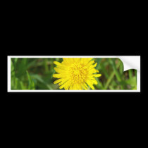 Dandelion Face bumper stickers