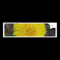 Dandelion Face bumper stickers
