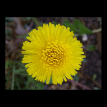 Dandelion Face posters