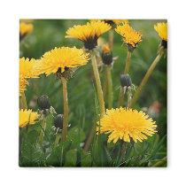 Dandelion Field magnets by alternateworlds Dandelion Field magnets