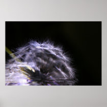 Dandelion float poster
