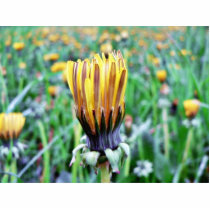 Dandelion Flower Almost In Bloom photo sculptures