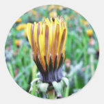 Dandelion Flower Almost In Bloom Round Stickers