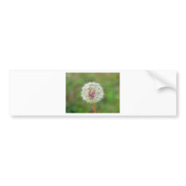 Dandelion flower bumper sticker